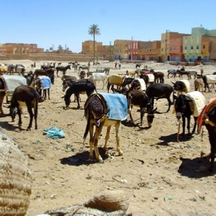 Day Trip from Merzouga to Rissani - explore souk in Rissani